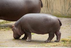 Whole Body Hippopotamus